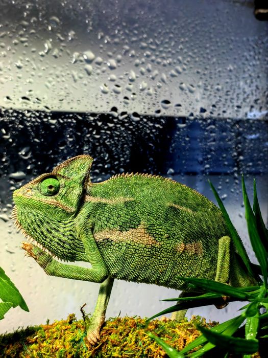 Gecko/Agama/Cameleon (reptile de vanzare)