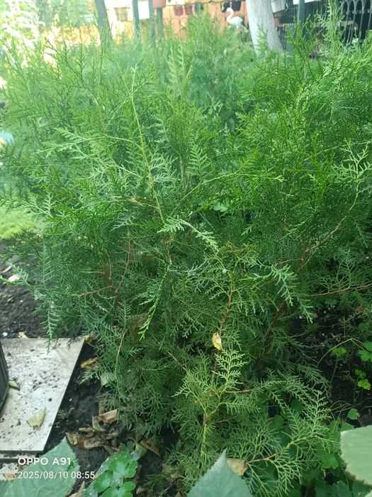 Туя Западная  Брабант