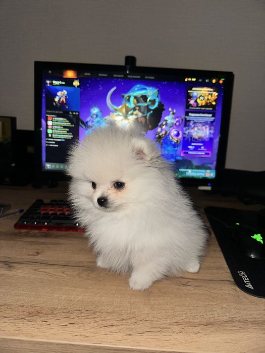 Померанский Шпиц 4 месяца.