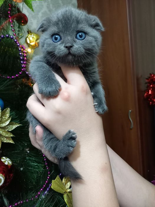 Продаются шикарные котята