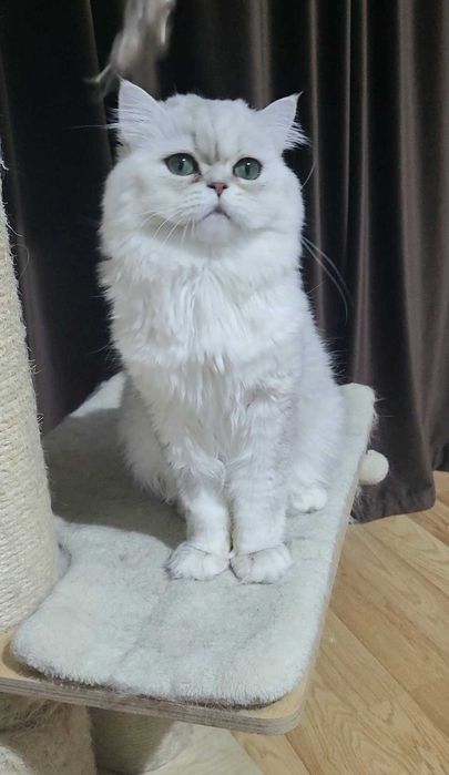 British longhair silver cu ochii verzi felisa autorizata