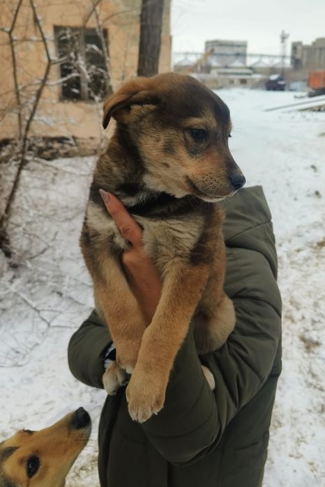 Отдам в добрые руки