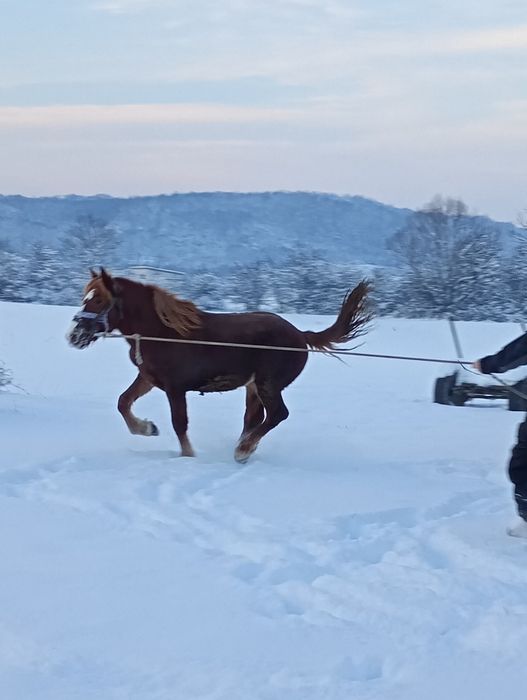 Manz un an jumate de vânzare