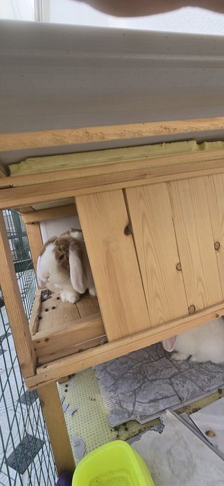 Assalomu aleykum. Quyon karlik sotiladi. 250000 dan