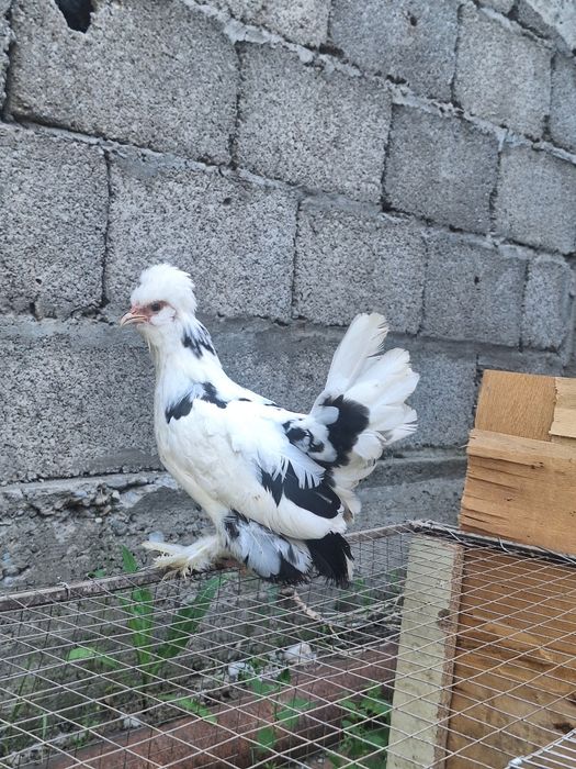 Султанка жас тауық
