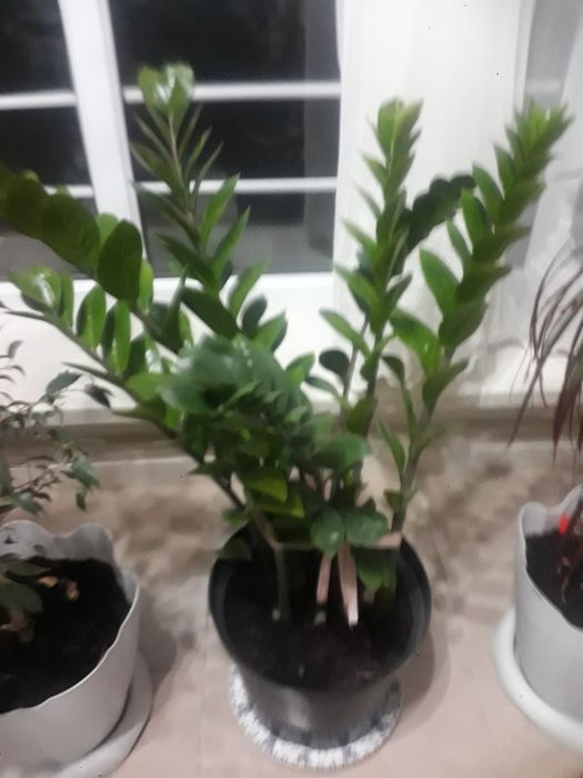 Комнатные цветы большие