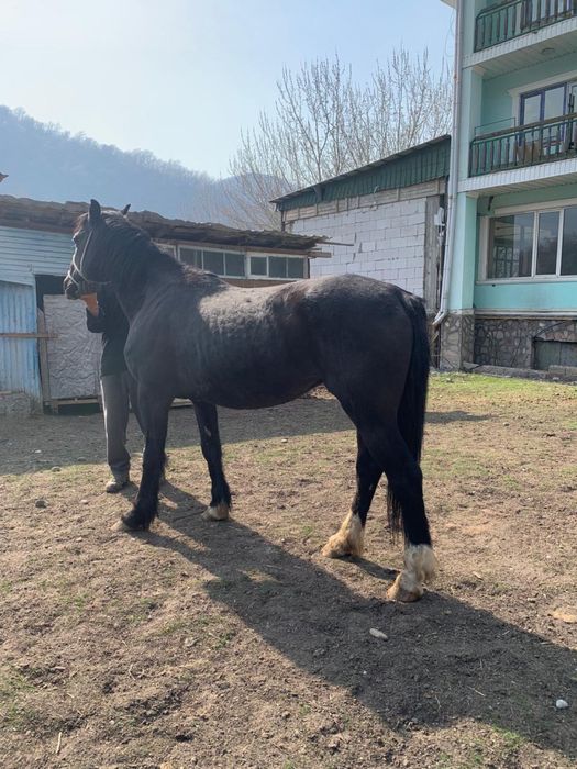 Жеребец в косяк