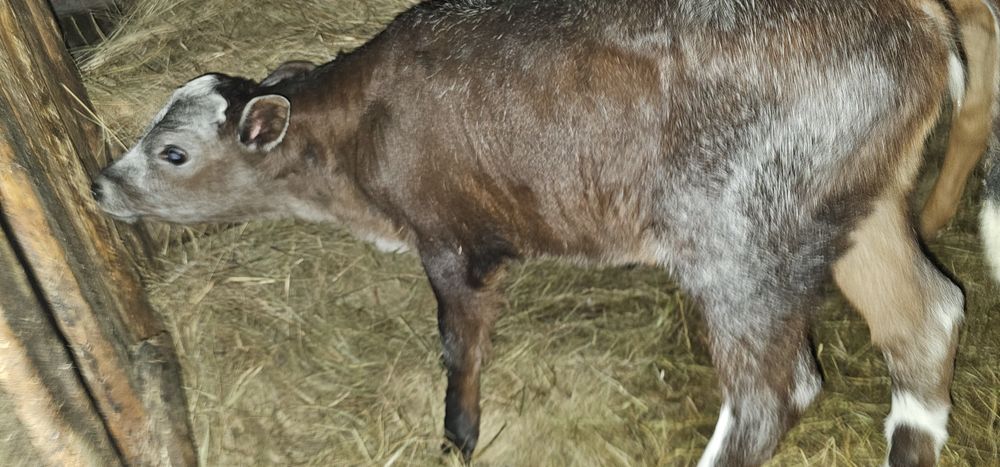 Продам телёнка телочка