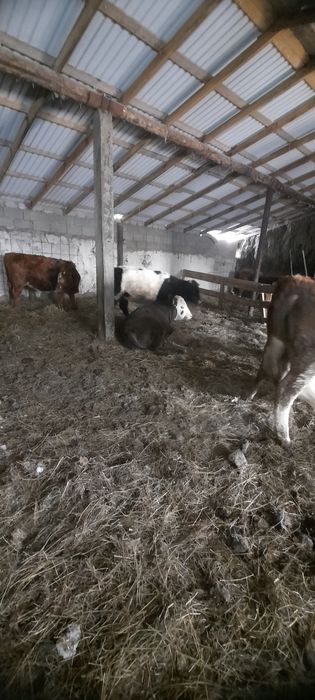 Продам с откорма! Кенжеколь