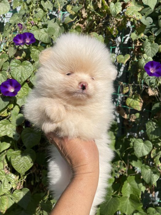 Щенки шпица