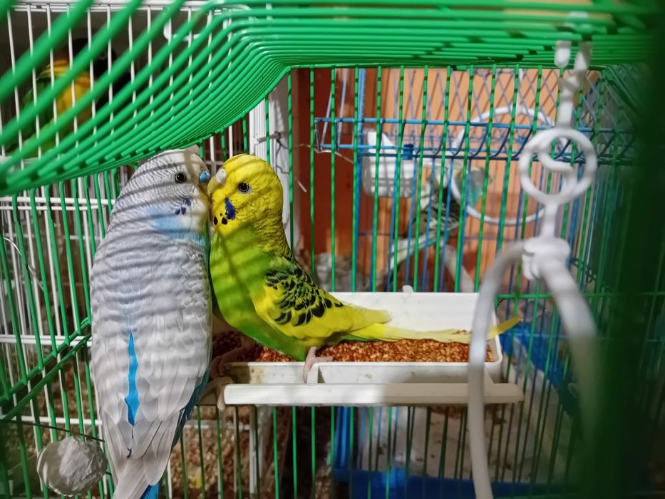 Papagali perusi multicolori