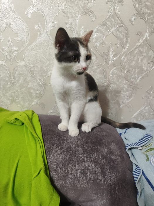 Котенок [девочка ]