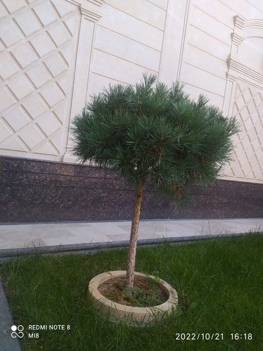 Продою Сосна штамповый
Штамповый сосна арча сотилади