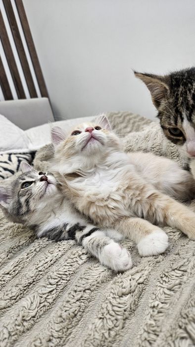 Котята в добрые руки