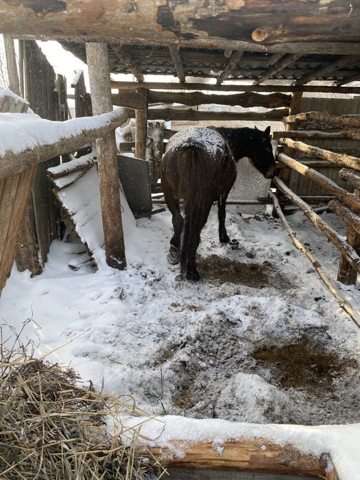 Продам кобылу откормленную