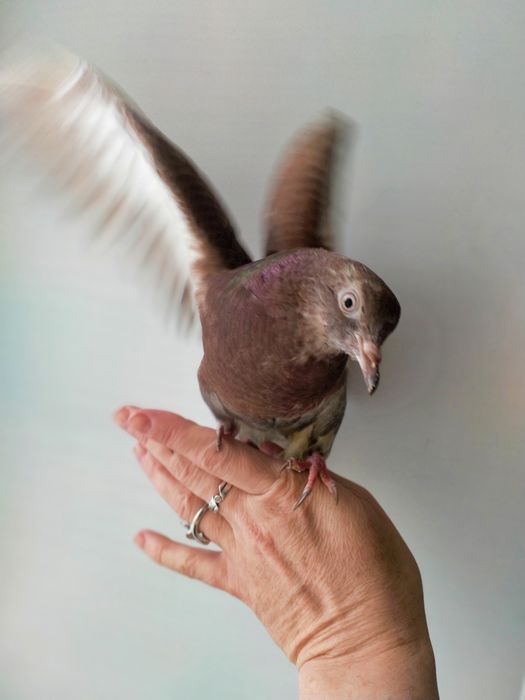 Отдам в добрые руки голубя.