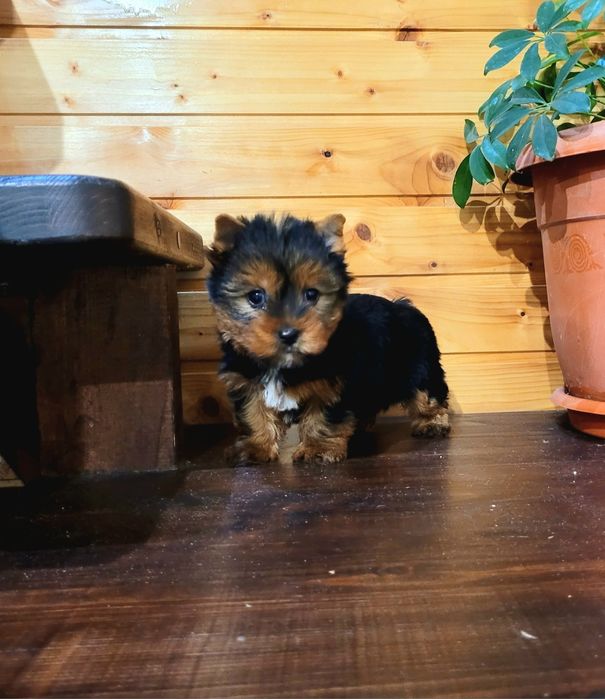 Йоркширски териер йорки