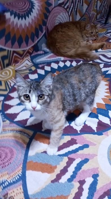 Отдадим домашних котят