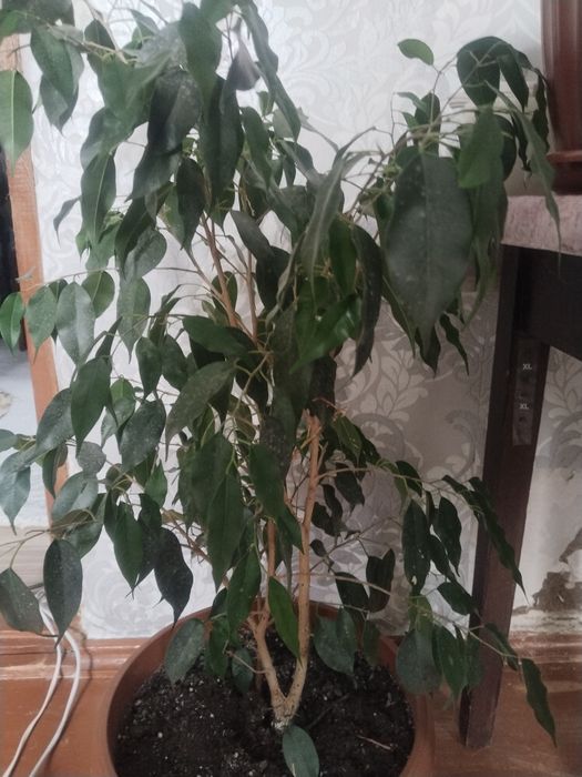 Продаю растения,недорого