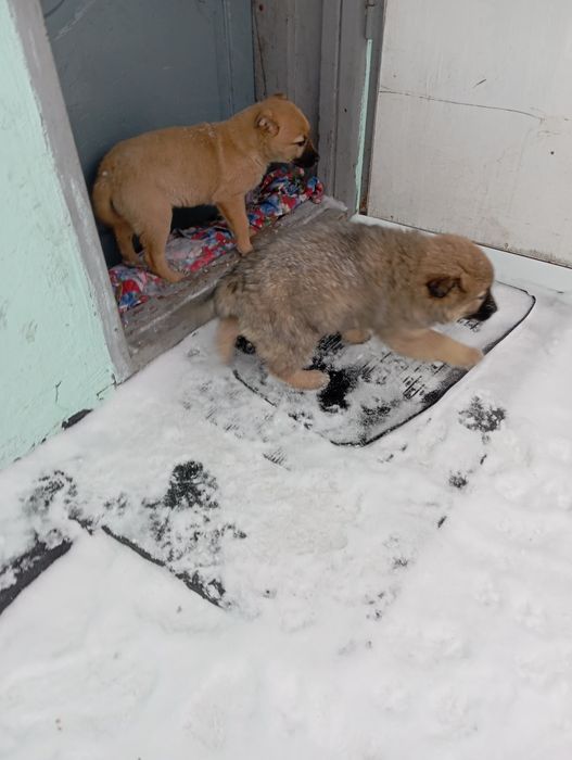 Дарю щенков в добрые руки