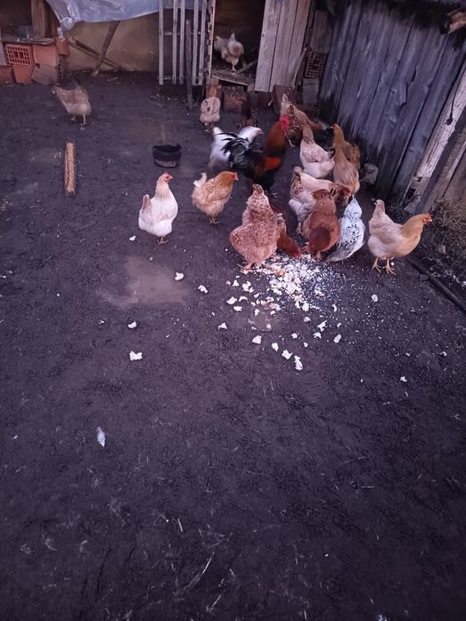 De vânzare găini 70 lei bucata