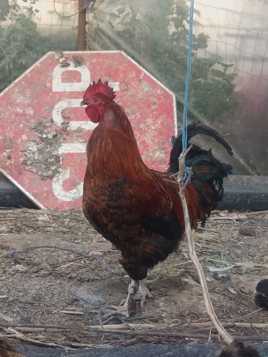 Vând cocos Marans de anul trecut