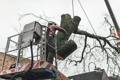 Спил деревьев удаление деревьев