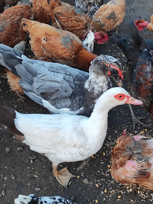 Vând o pereche de rațe mute