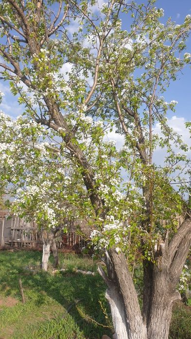 Дача сообщество Уралочка