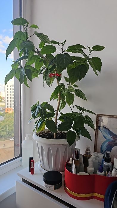 Комнатные растения