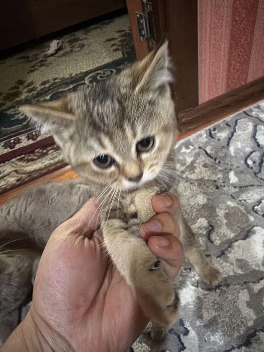 Катёнок 2 месяца