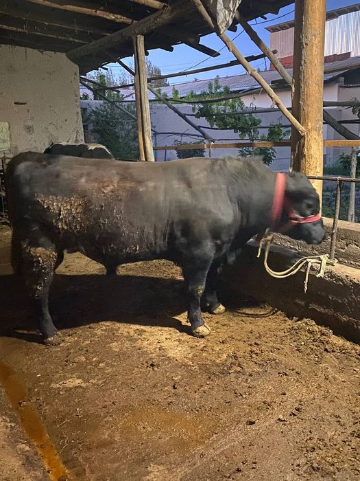 Buqalar sotiladi. Angus va gibirit, narxini kelishamiz