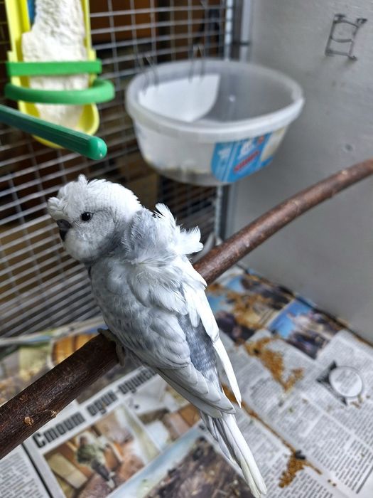 Продам попугая хагоромо птенцы