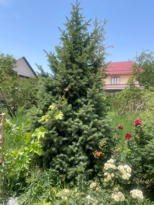 Елки живые для ландшафта