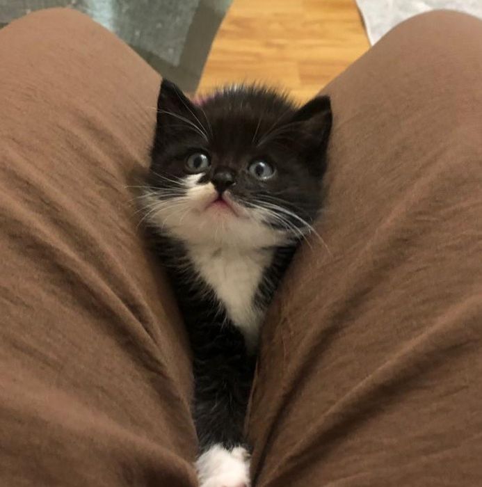 Котенок в добрые руки