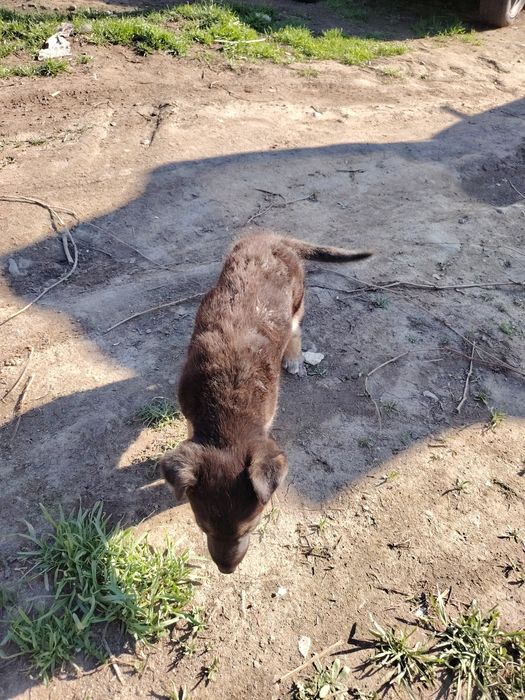 Отдам бесплатно щенка девочку