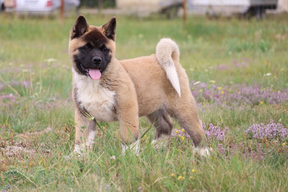 Femela akita american