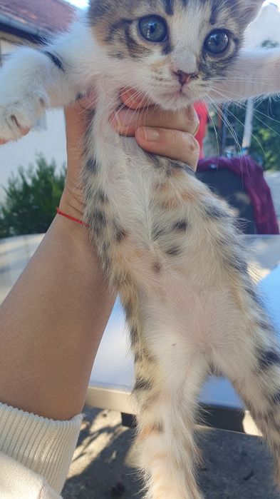 Doua suflețele mici de pisica își caută stapani buni 
Avem 5 puiuți de pisică de aproximativ