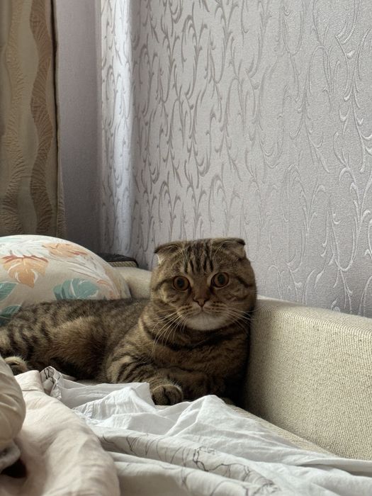 Отдам кота в хорошие руки!