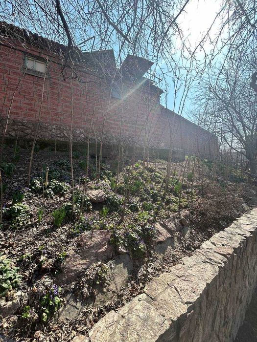 Каштаны-долгожители и редкие растения из волшебного сада