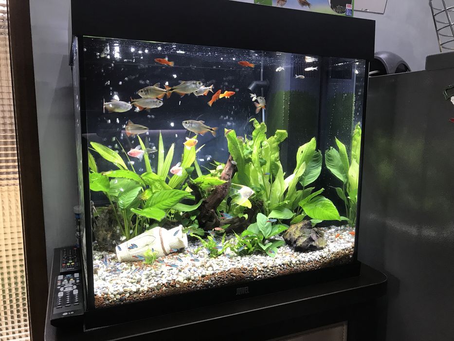 Mententanta, service, amenajari si intretinere acvarii, acvariu