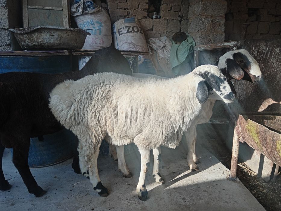 Qochqor qoy кой qozi кочкор