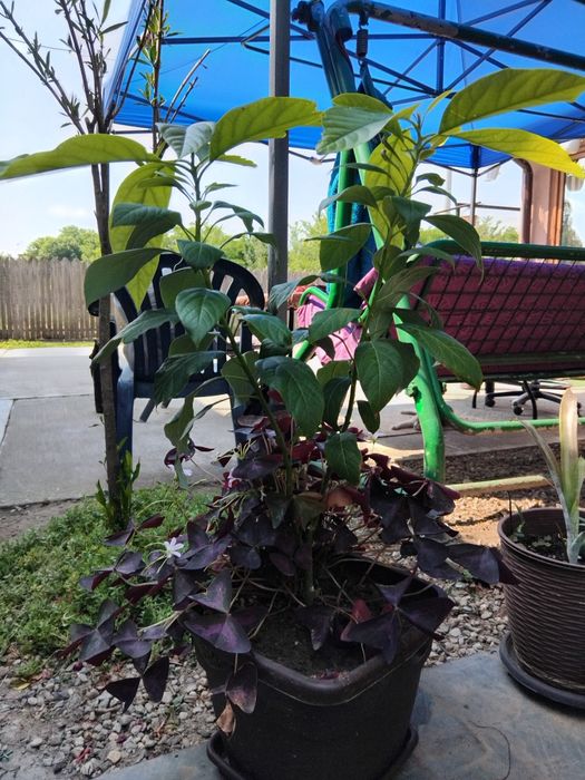 Avocado arbore ghiveci