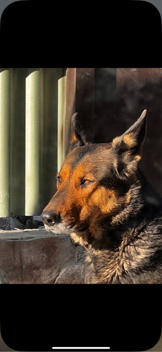 Щенки овчарка, месяц от роду