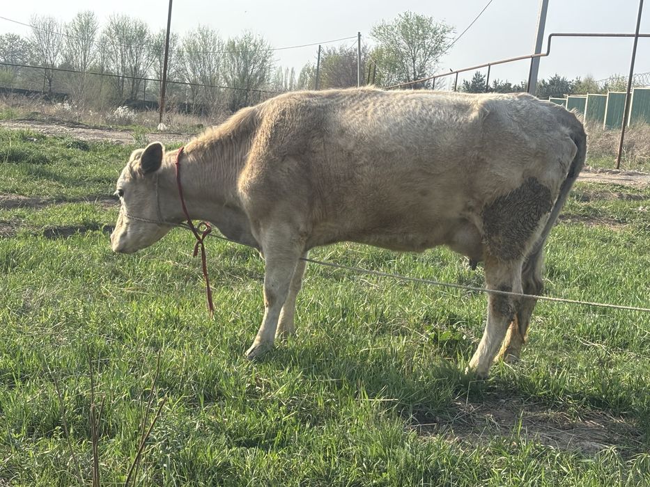 Пролам корову с теленком