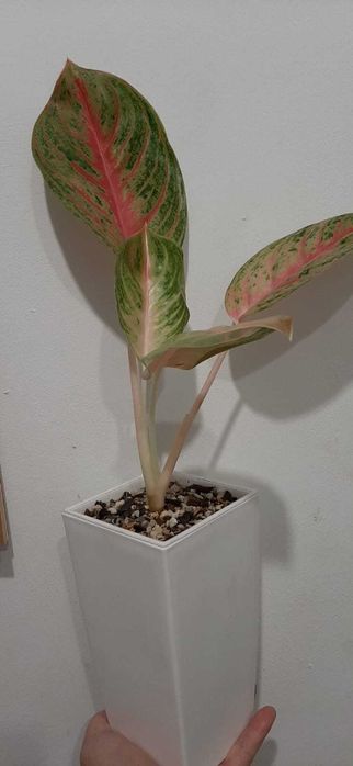 Разные комнатные цветы