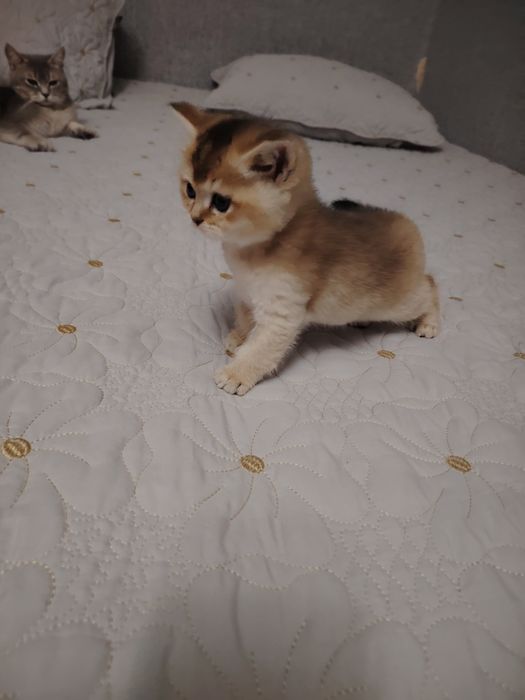 Котята британской шиншиллы