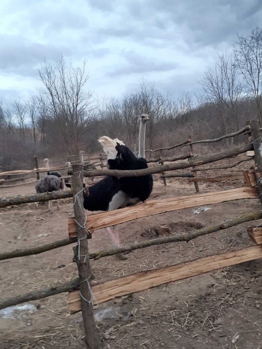 Struti pentru reproducere sau sacrificat