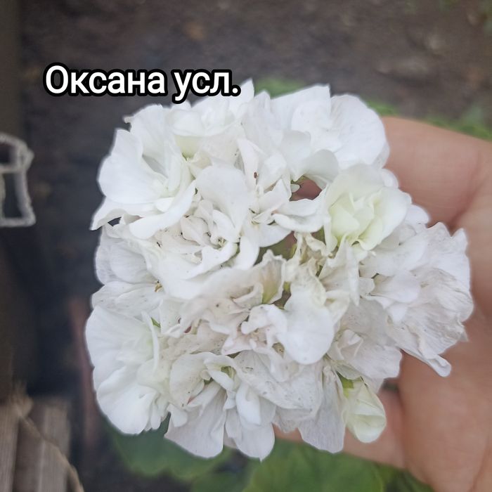 Укорененные черенки пеларгонии(герани)