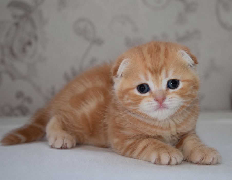 Скотиш фолд красный мрамор